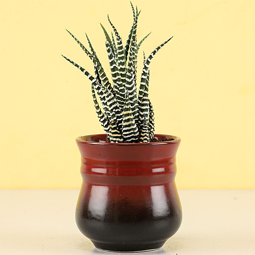 Haworthia Zebra Plant in Brick Red Ombre Novelty Pot