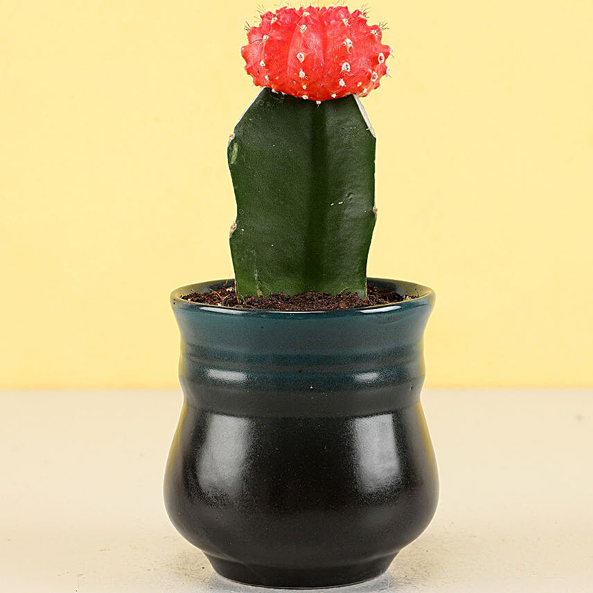 Moon Cactus Plant in Peacock Green Ombre Novelty Pot