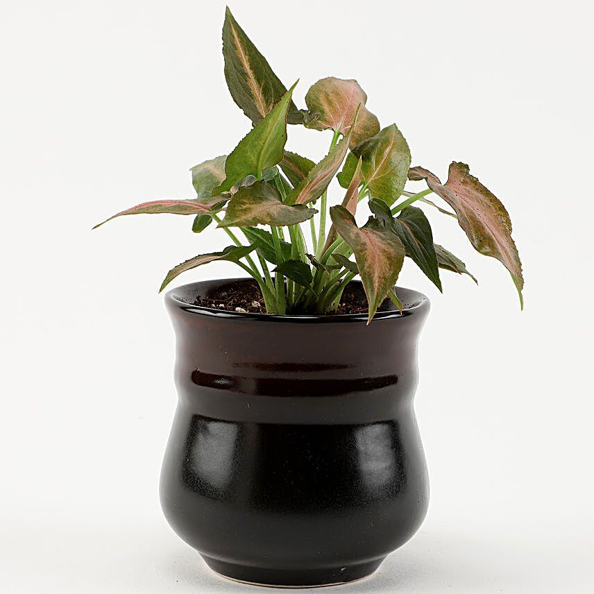 Pink Syngonium Plant in Carbon Brown Novelty Pot