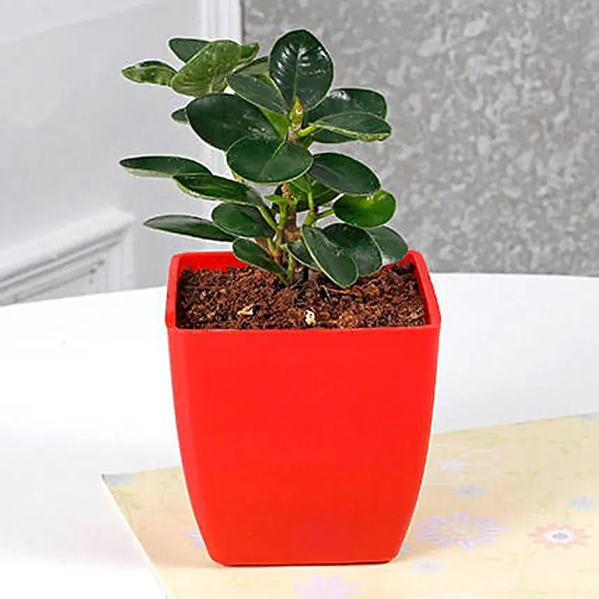 small indoor plant:Ficus Plants