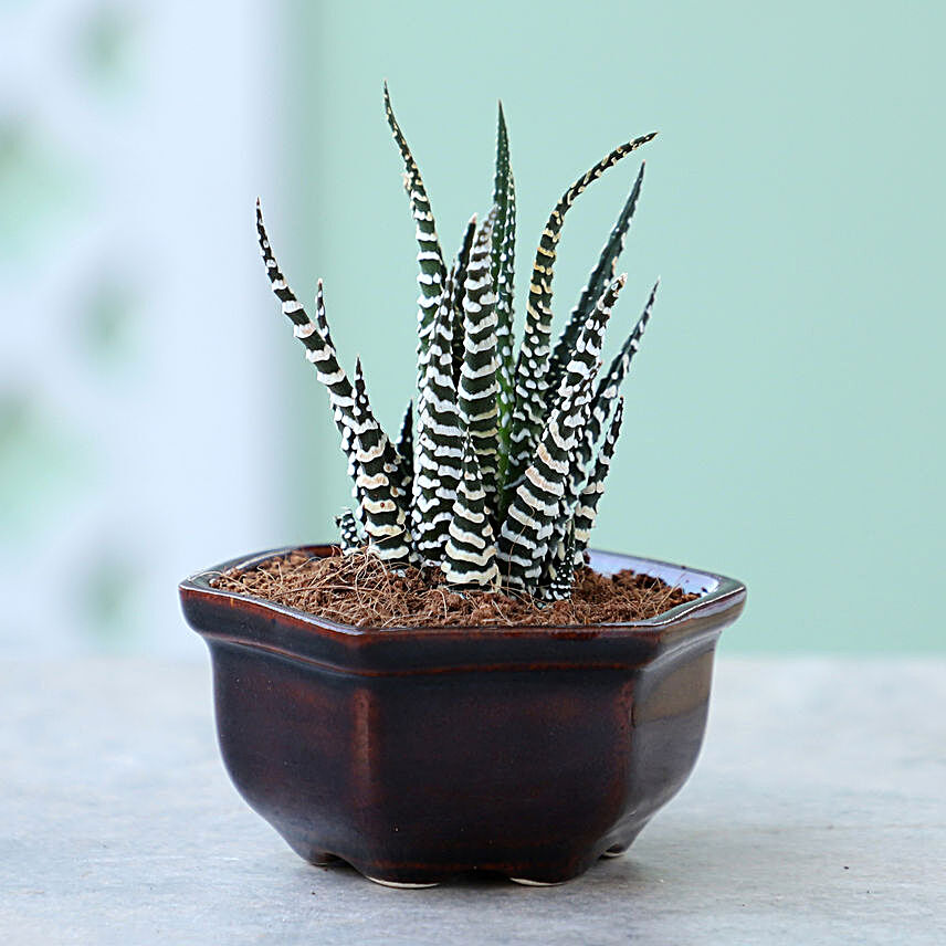 Haworthia Plant In Hexagon Ceramic Pot