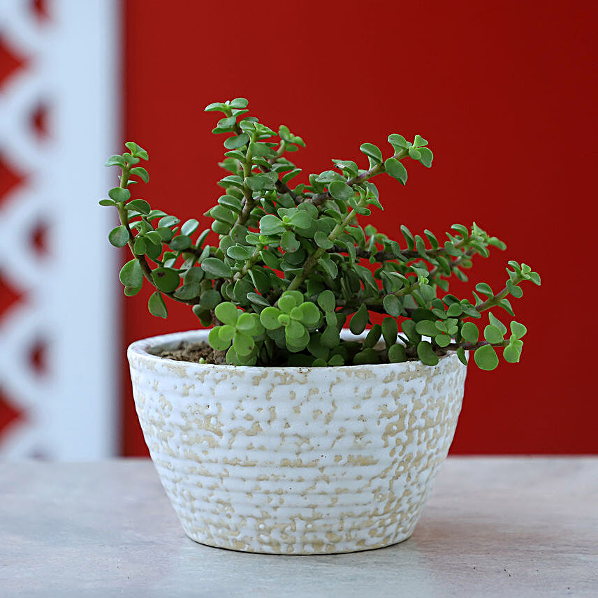 Jade Plant In Designer Ceramic White Pot
