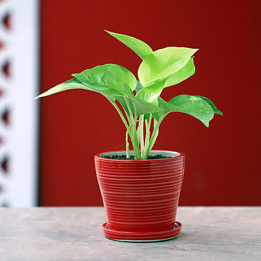 Lively Money Plant In Red Plate Pot