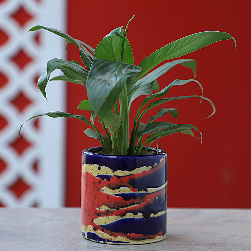 Peace Lily Plant In Blue Pink Pot