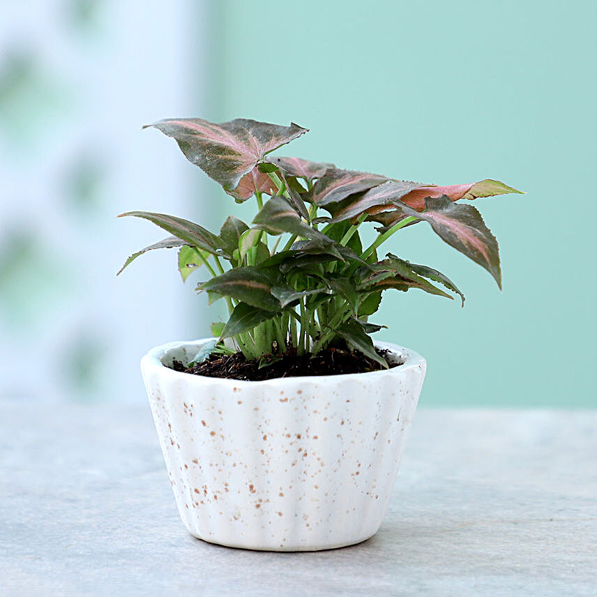 Pink Syngonium Plant In Ceramic Lining Pot