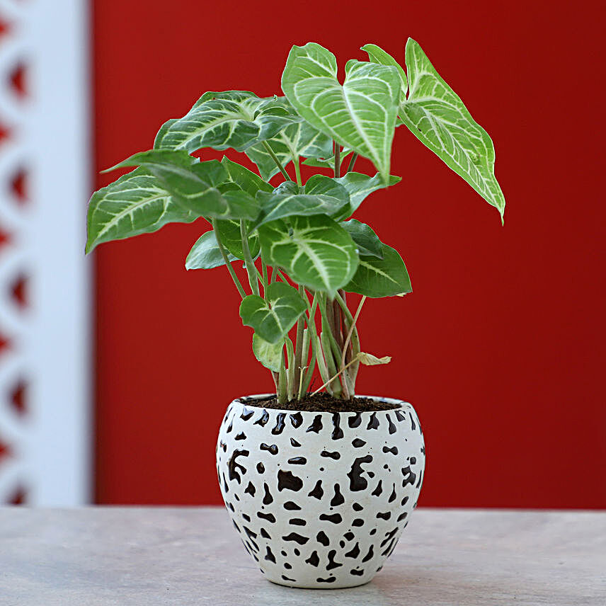 Syngonium Plant In Brown Ceramic Pot