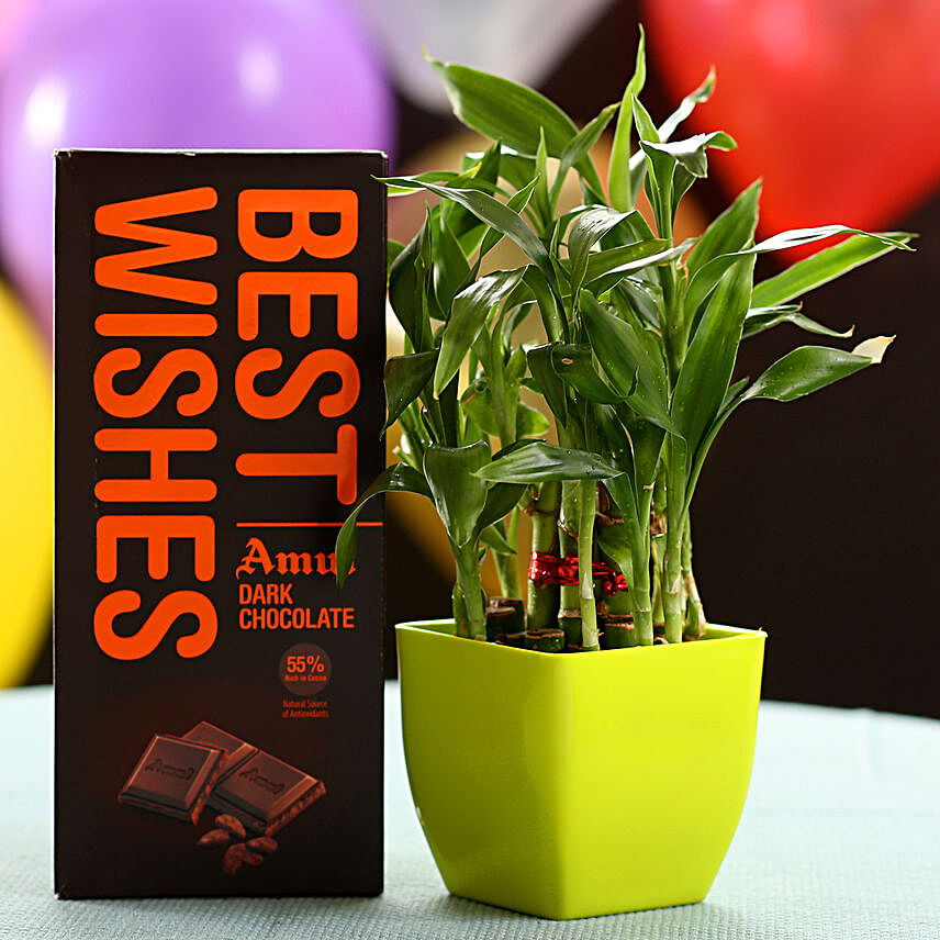 Best Wishes With Lucky Bamboo & Chocolate