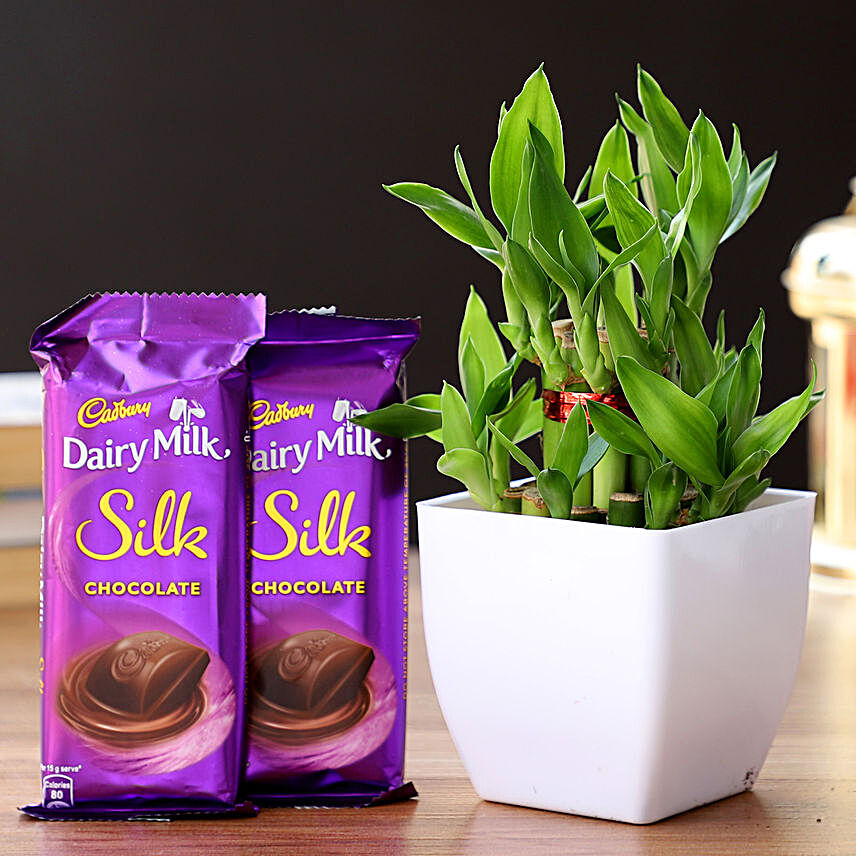 2 Layer Bamboo Plant & Dairy Milk Silk Chocolates:Send Thank You Chocolates