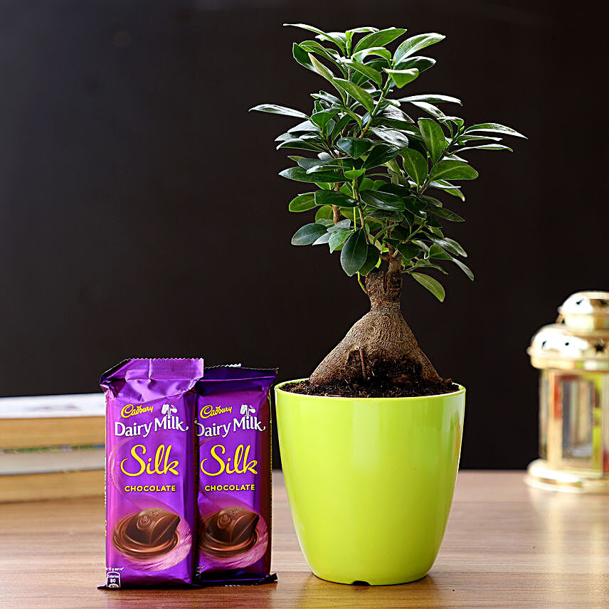 Exotic Ficus Ginseng Plant & Cadbury Chocolates