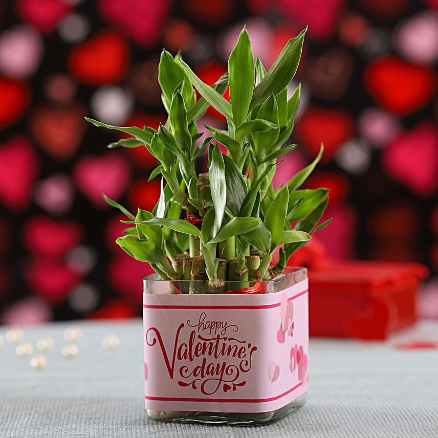 Valentine's Day 2 Layer Bamboo Plant