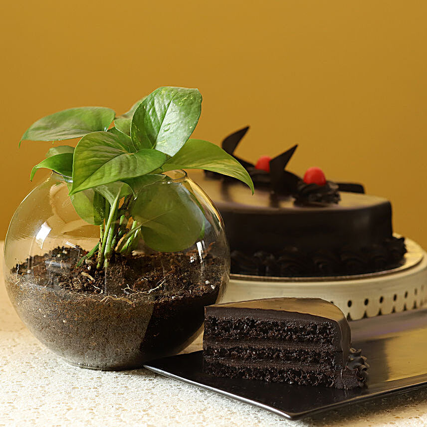Online Money Plant With  Cake:Ornamental Plant Gifts