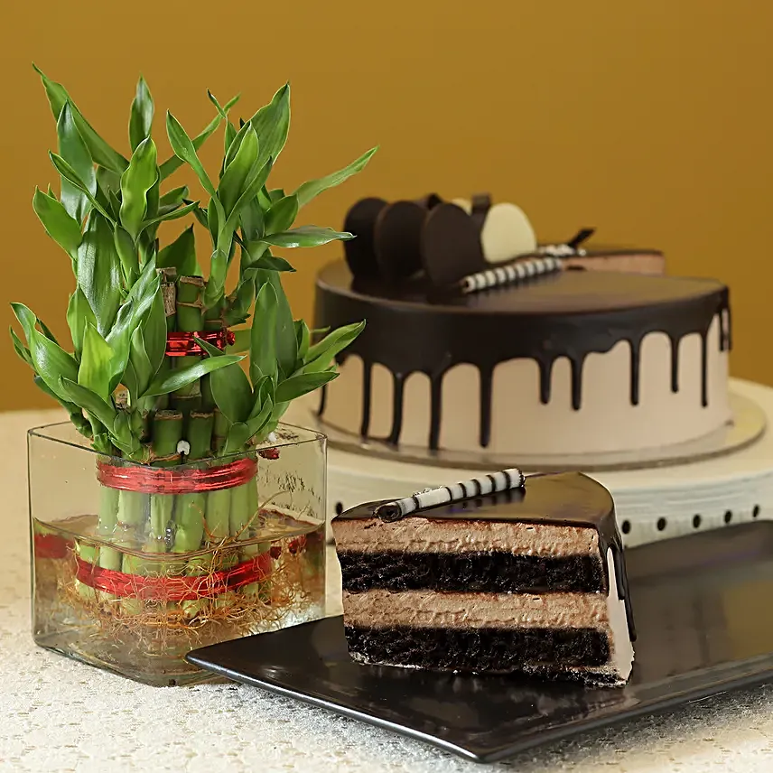 Online Cake With Bamboo Plant:Buy Plants Combos