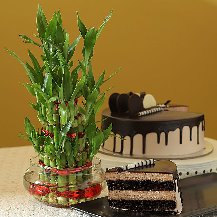 Online Chocolate Cake With Bamboo Plant:Valentines Day Lucky Bamboo