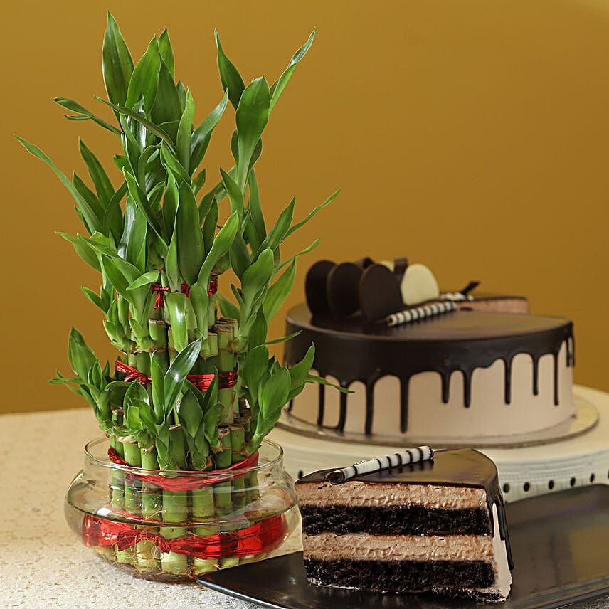 3 Layer Bamboo & Eggless Chocolate Cake