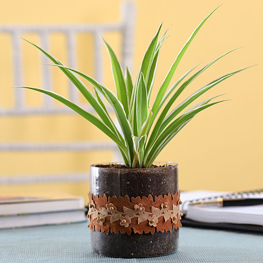 Spider Plant in Cylinder Glass Pot with Flower Lace