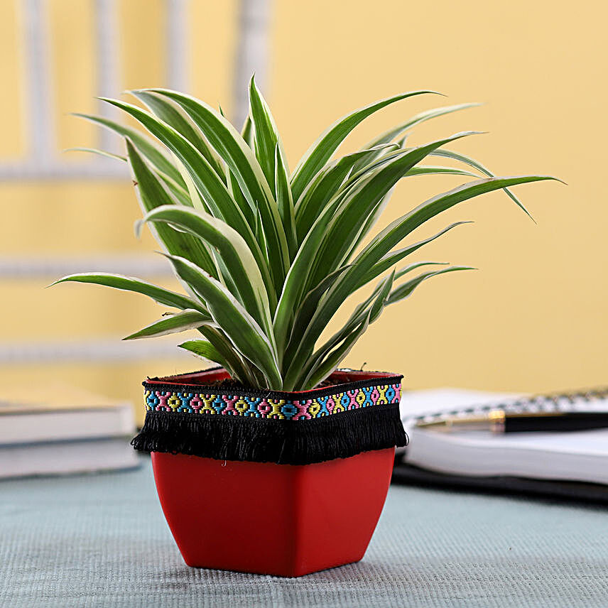 Spider Plant in Red Square Pot with Boho Lace