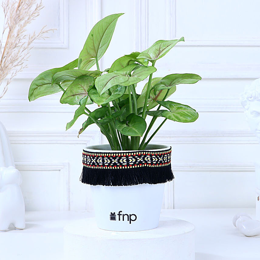 Plant In Lace Decorated Pot Online:Buy Air Purifying Plants