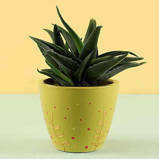 aloe vera plant gel for face Aloe Vera Gel – Beauty by Earth