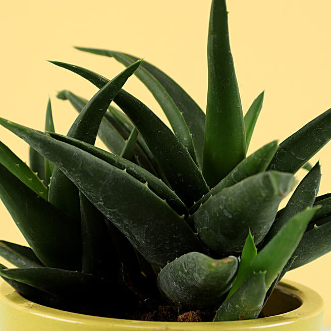 Aloe Gastro Plant in Hand Painted Planter