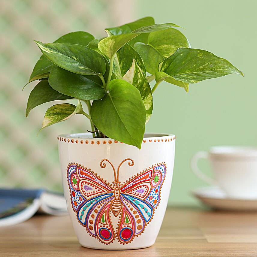 Money Plant in Hand Painted Butterfly Planter