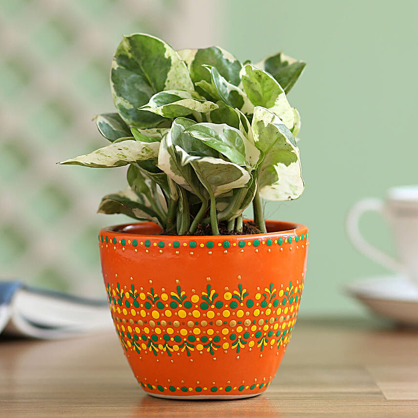 Money Plant with Painted Planter