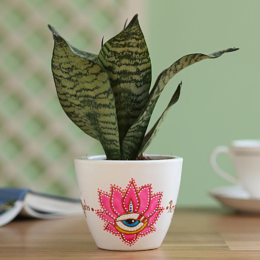 Sansevieria Plant in Hand Painted Planter