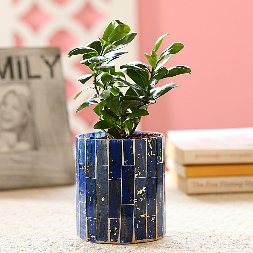 Ficus Compacta Plant In Blue Mosaic Art Glass Pot