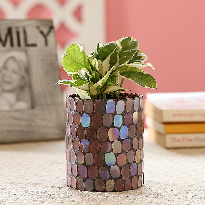 N'Joy Money Plant In Mosaic Art Glass Pot