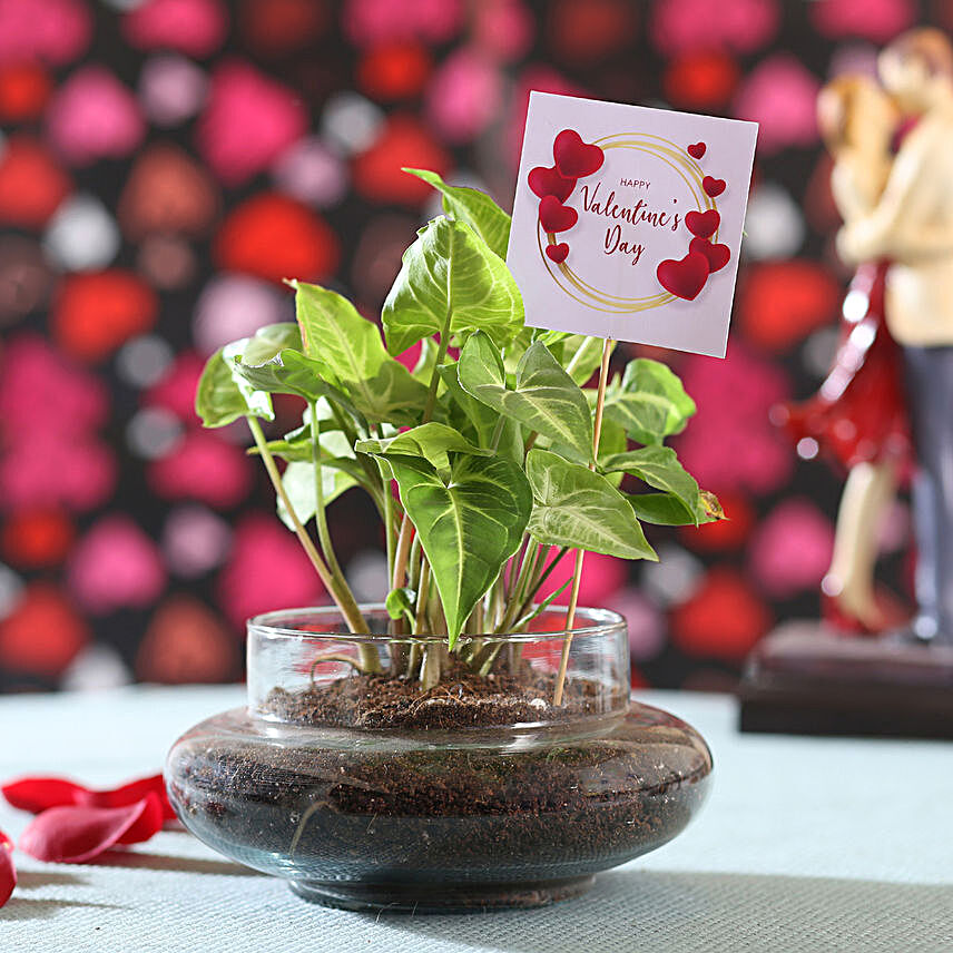 Syngonium Plant For Valentine's Day