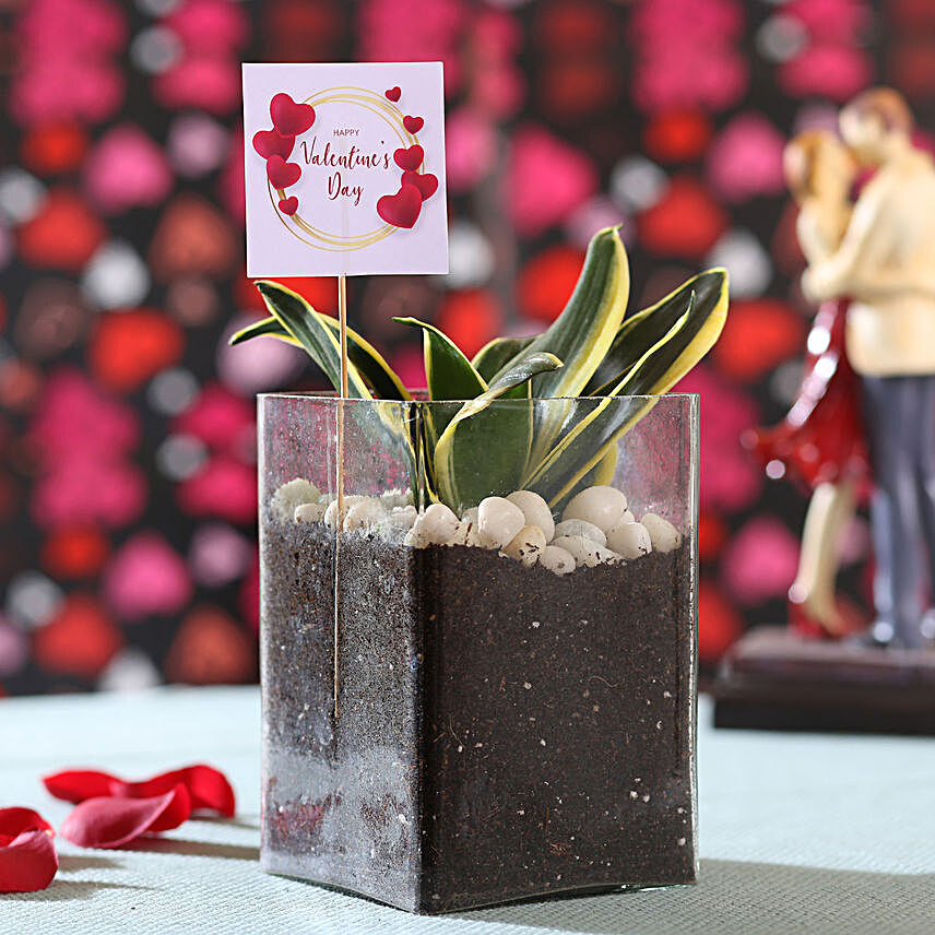 Sansevieria Plant For Valentine's
