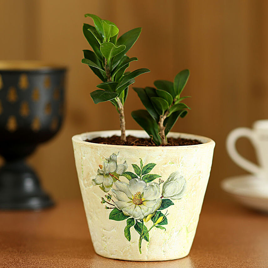 Ficus Compacta In Green Ceramic Pot