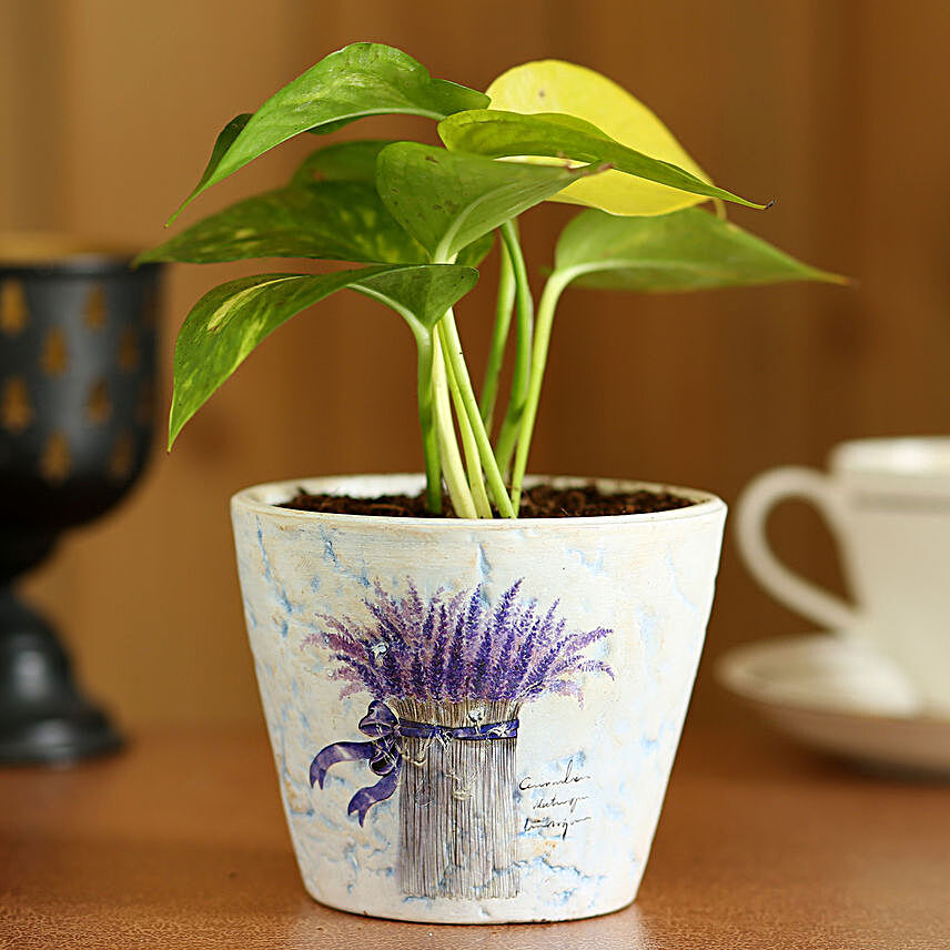 Money Plant In Purple Ceramic Pot