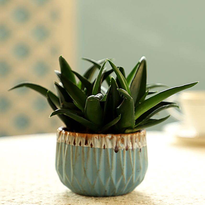 Mini Aloe Vera In Blue Pot