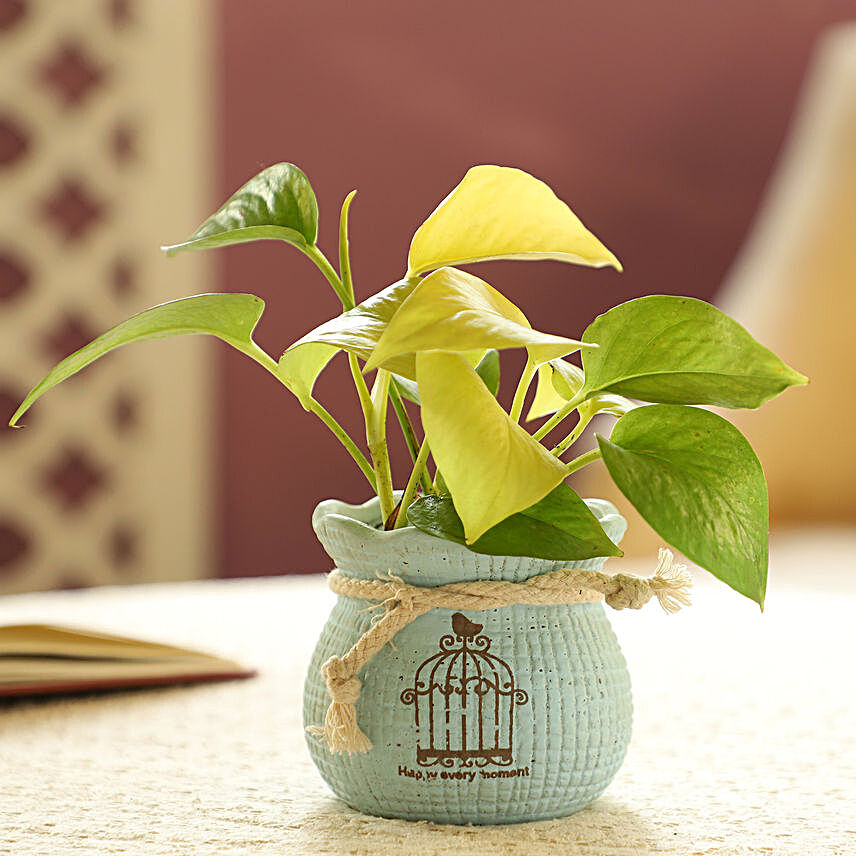 Money Plant In Blue Pot:Money Tree Plant Delivery