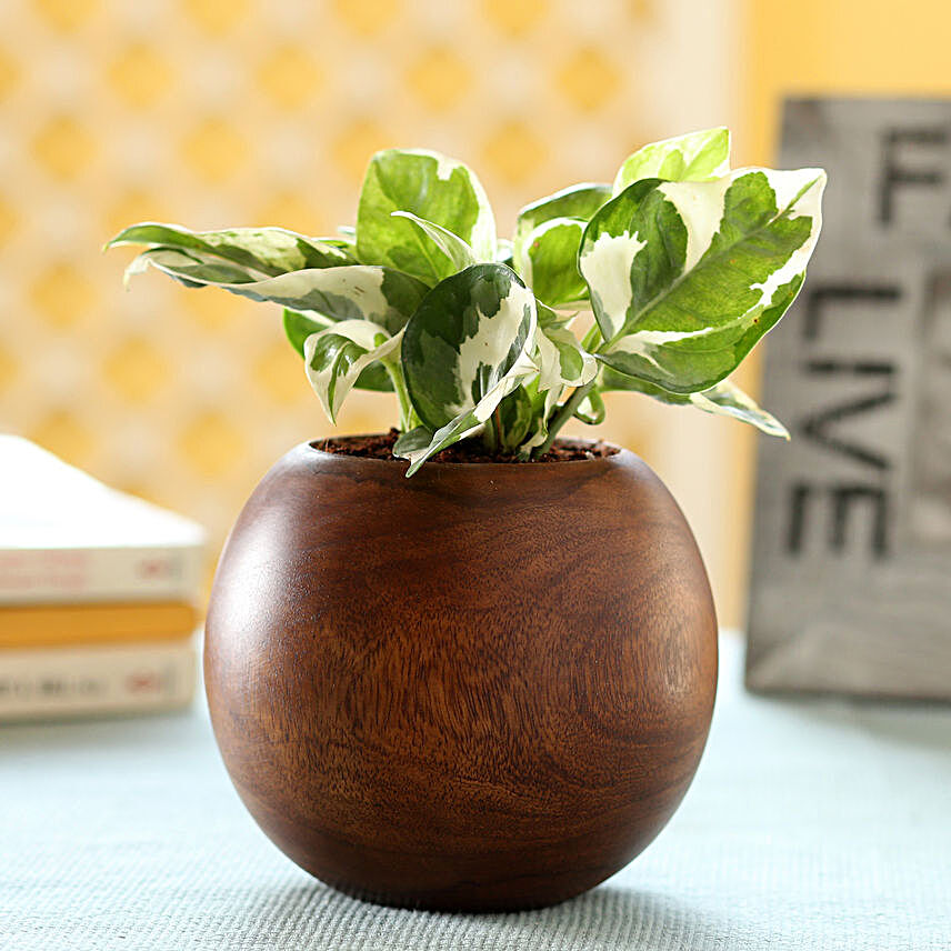 Money Plant In Wooden Planter:Wooden Planters