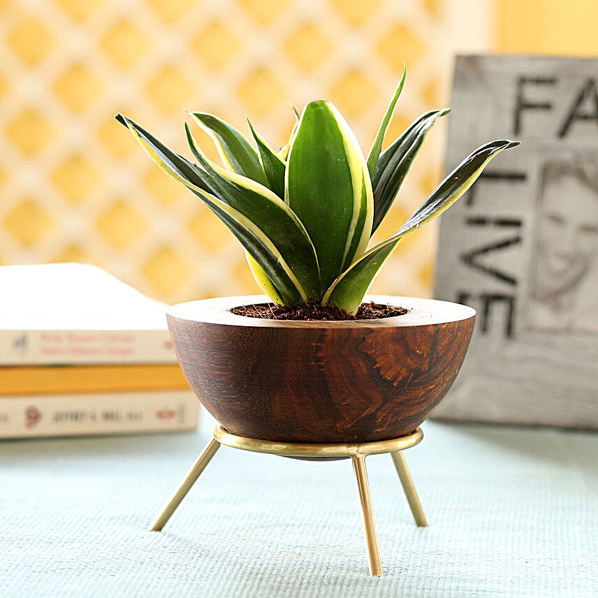 Sansevieria In Sheesham Wood Planter With Stand