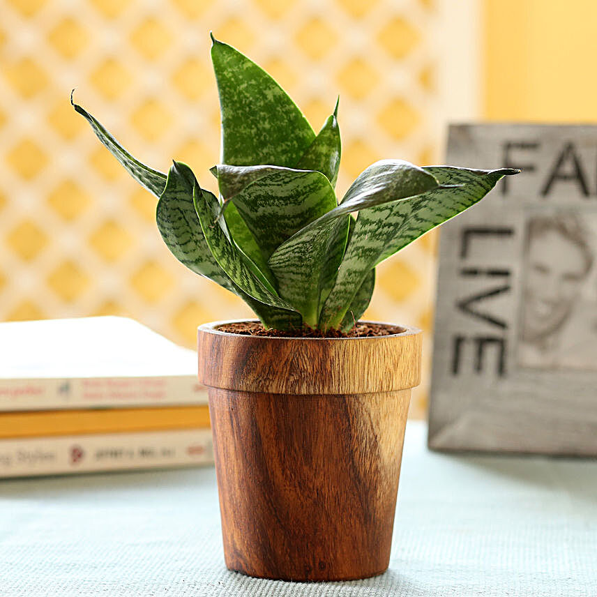 Plant In Beautiful Wooden Planter:Wooden Planters