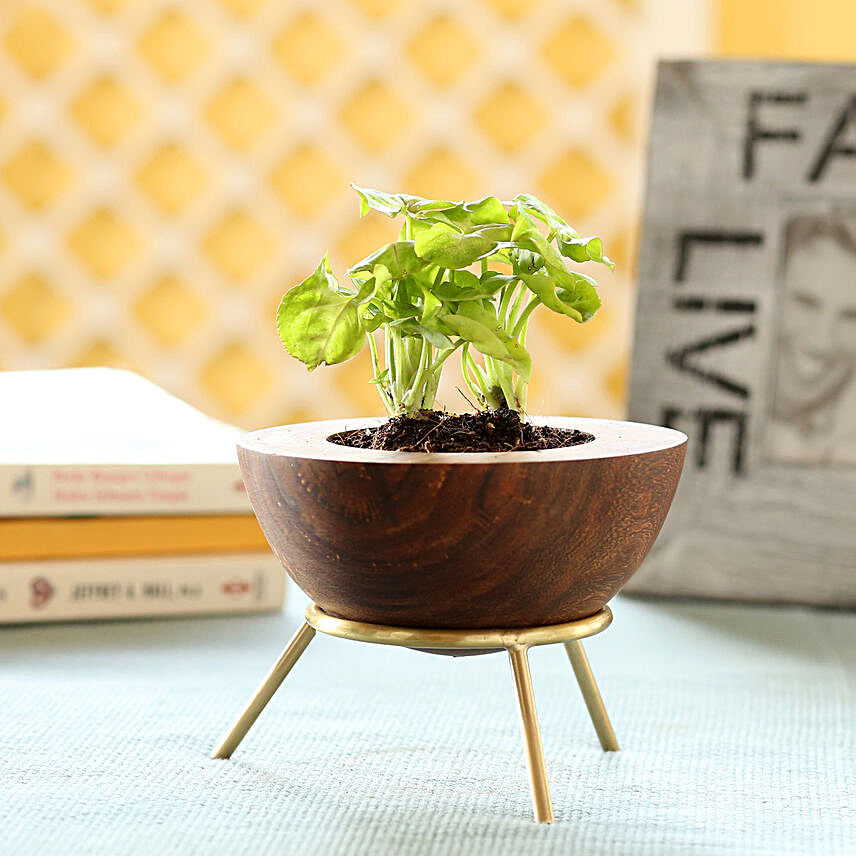 Syngonium Plant In Sheesham Wood Planter With Stand