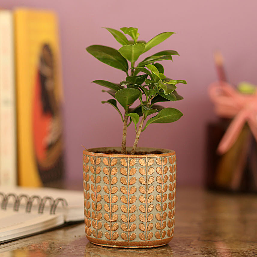 Ficus Compacta In Brown Ceramic Pot
