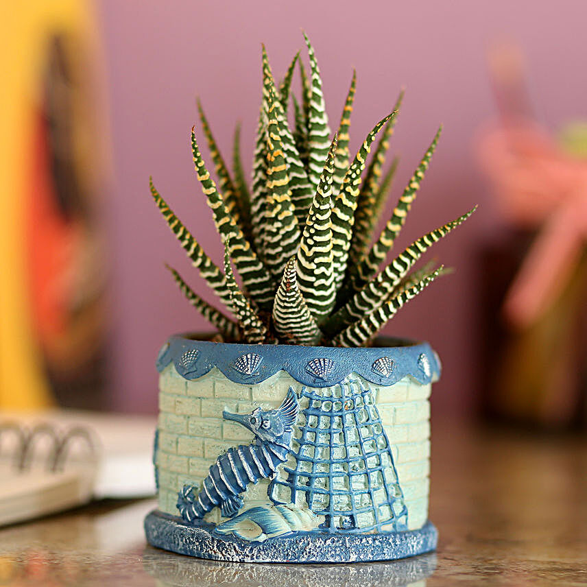 Howarthia Zebra Blue Ceramic Pot