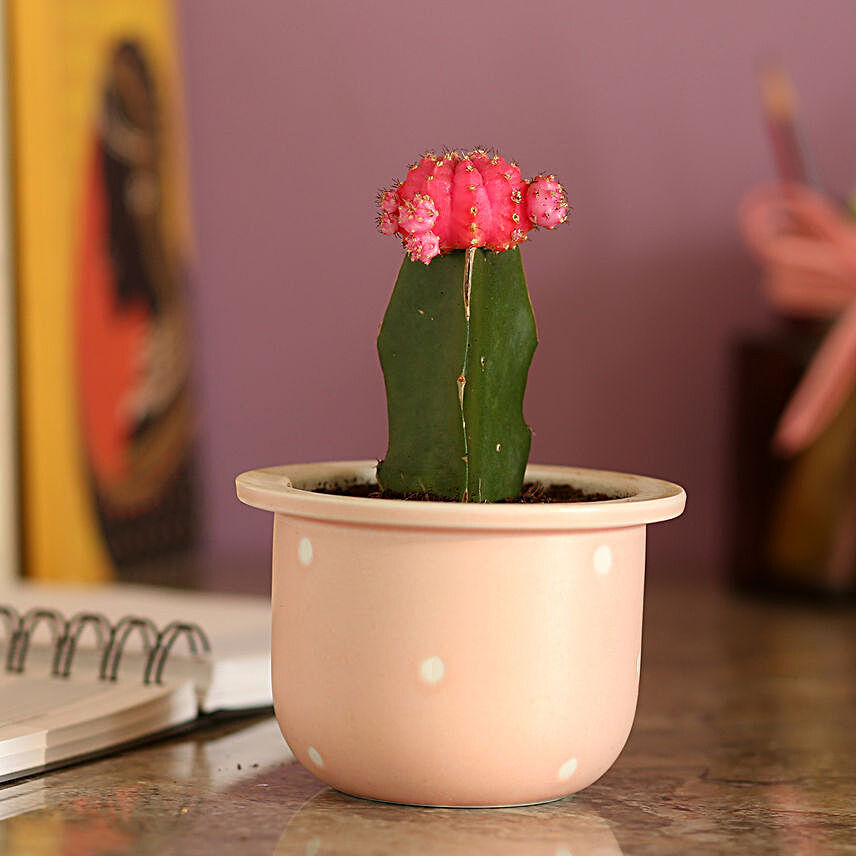 Pink Moon Cactus In Ceramic Pot