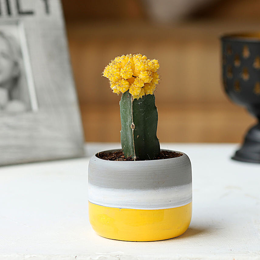 Moon Cactus in Ceramic Pot