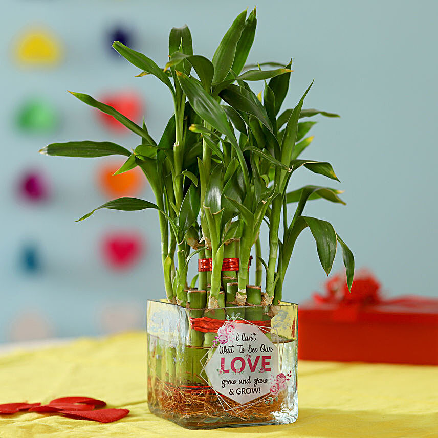 Online Valentine's Day Bamboo Plant