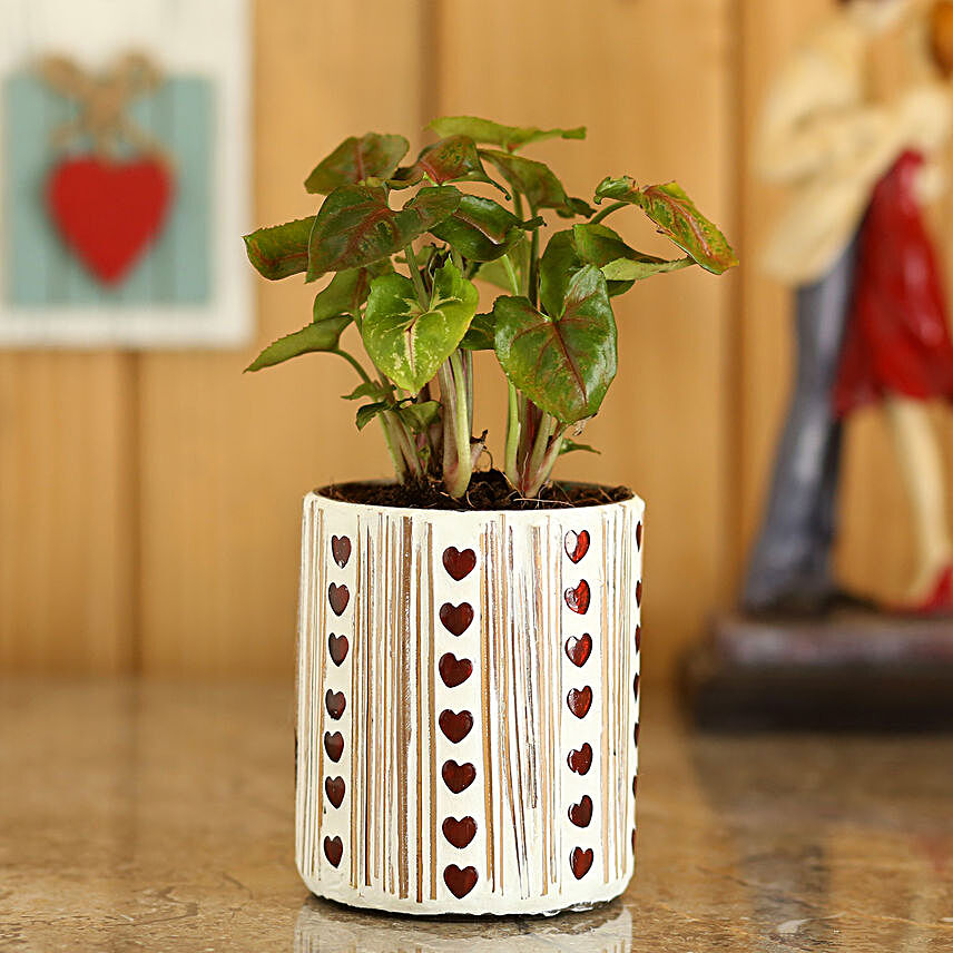 Syngonium Plant In Red Hearts Mosaic Planter