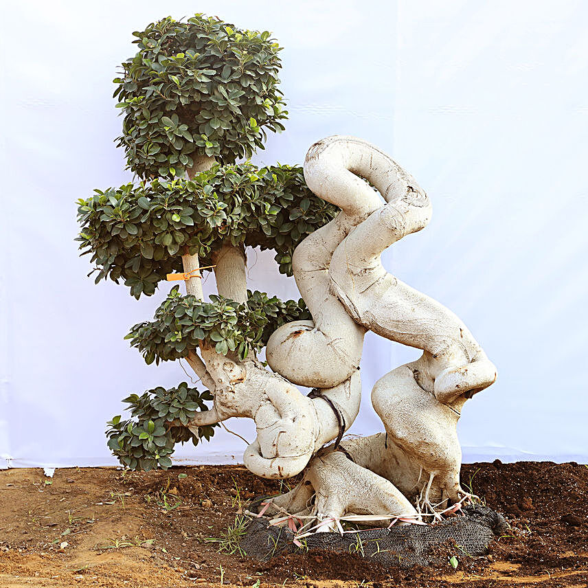 Dragon Roots Ficus Bonsai