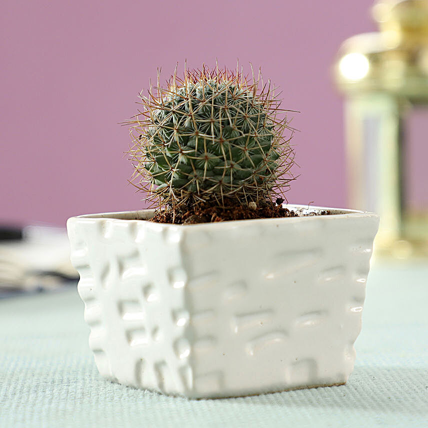 Echinocactus Plant in White Ceramic Pot