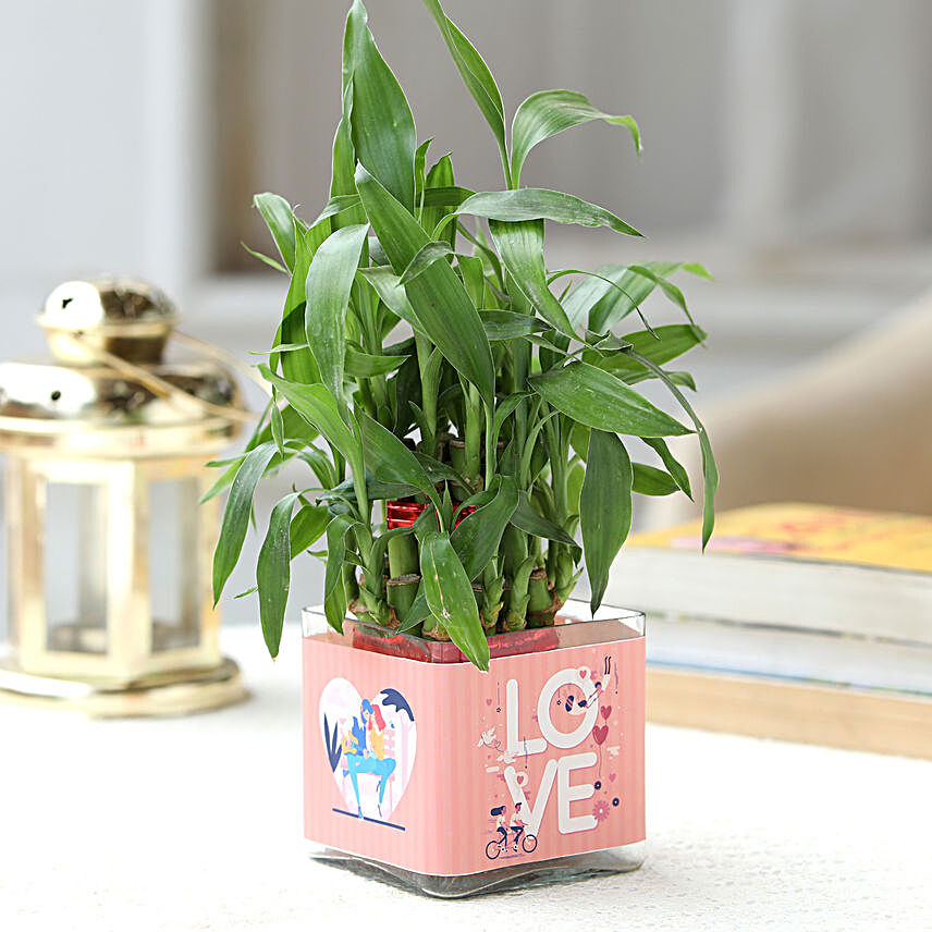 plant for love n romance:Lucky Plants For Home