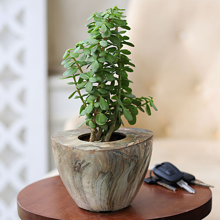 Jade Plant In Stone Wood Finish Pot