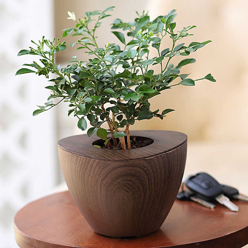 Murraya Plant In Wenge Wood Pot