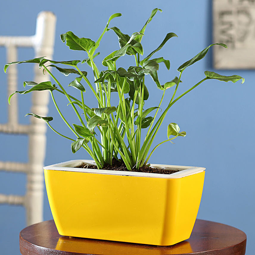 Xanadu Plant Duo In Yellow UV Pot
